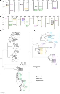 Genome-wide characterization of the chitinase gene family in wild apple (Malus sieversii) and domesticated apple (Malus domestica) reveals its role in resistance to Valsa mali